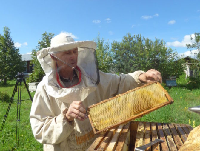 В крестьянско-фермерском хозяйстве Игоря Сивкова — наивкуснейший мёд!